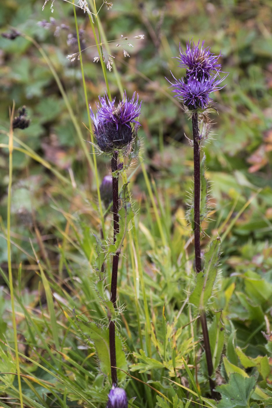 Изображение особи Cirsium simplex.