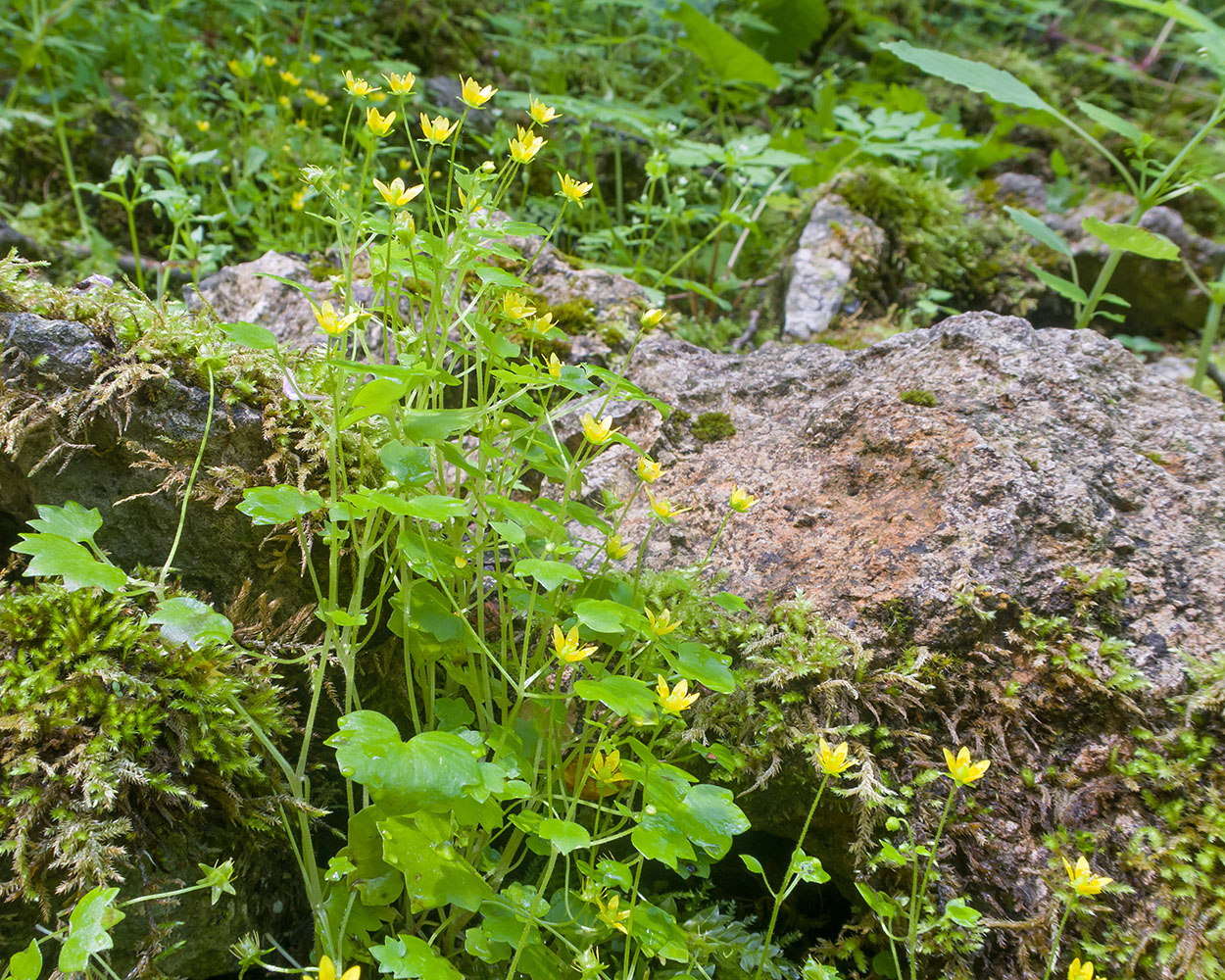 Image of Saxifraga cymbalaria specimen.