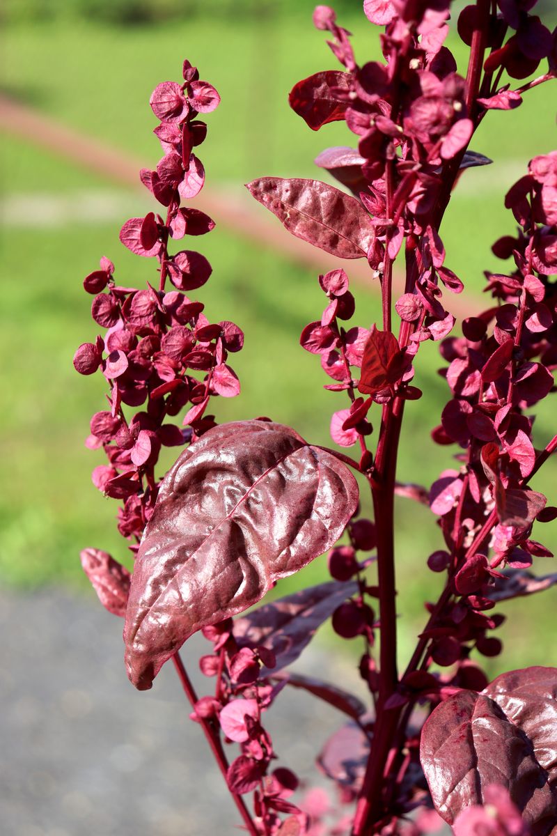 Изображение особи Atriplex hortensis.