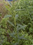 Crotalaria juncea