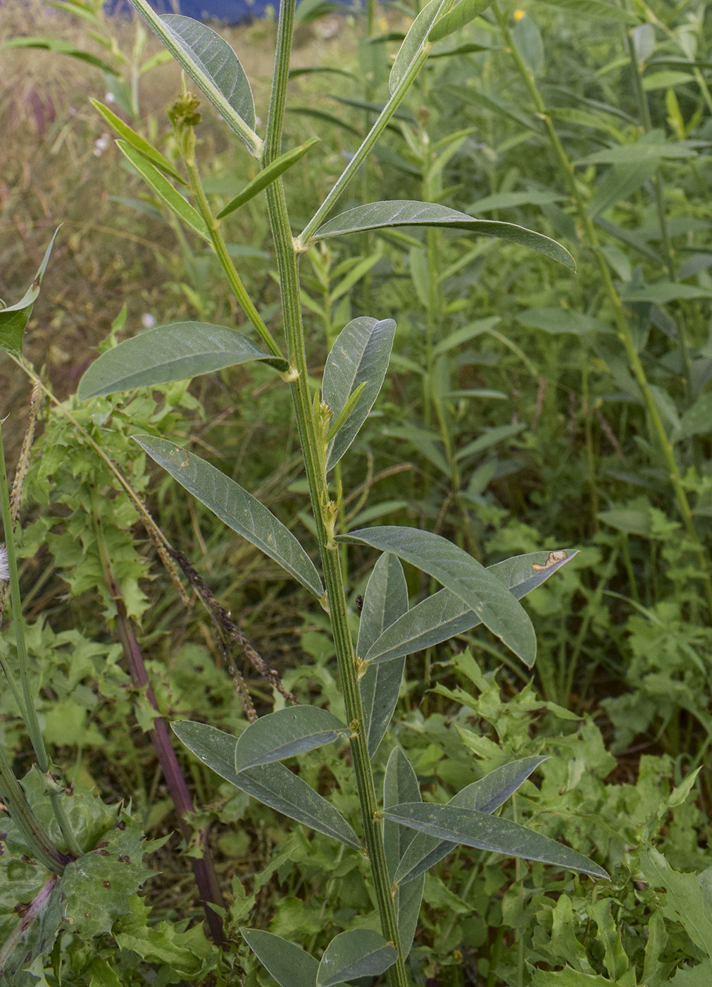 Изображение особи Crotalaria juncea.