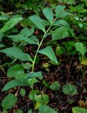 Polygonatum maximowiczii. Отплодоносившее растение. Сахалин, Макаровский гор. округ, окр. Клоковского водопада, смешанный лес. 12.08.2023.