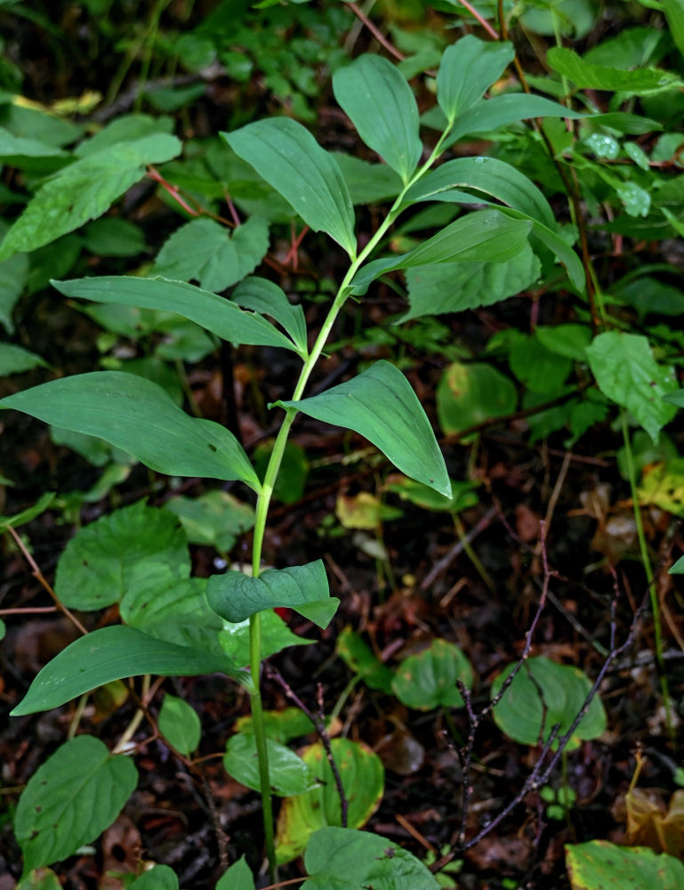 Изображение особи Polygonatum maximowiczii.