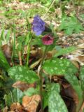 Pulmonaria officinalis