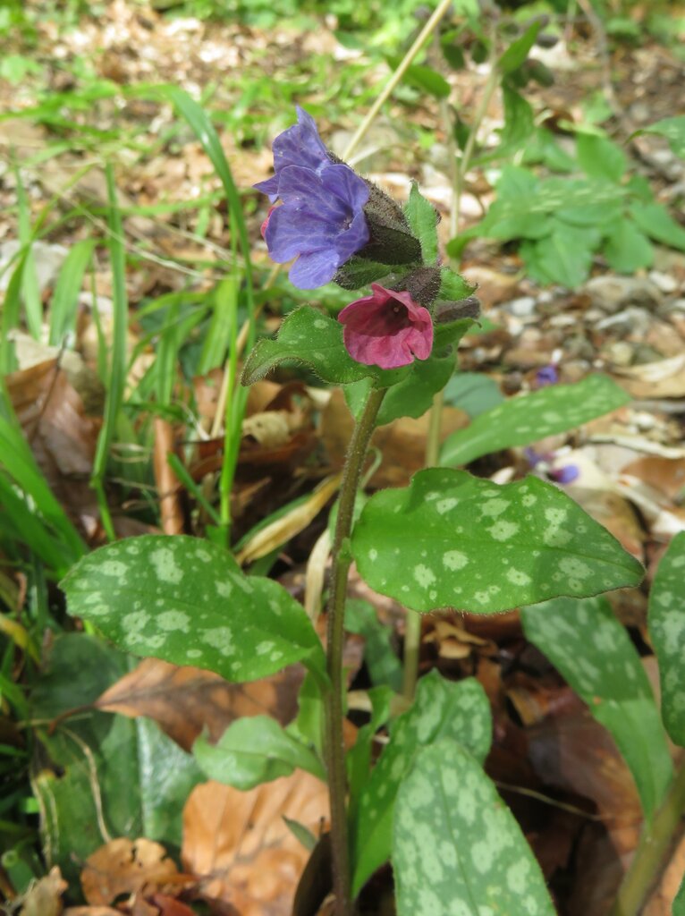 Изображение особи Pulmonaria officinalis.