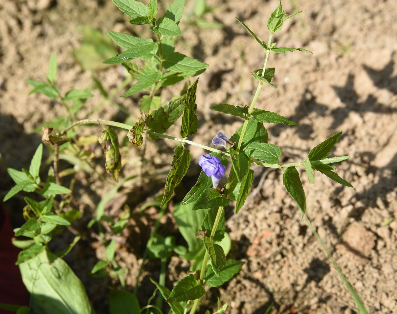 Image of Scutellaria galericulata specimen.