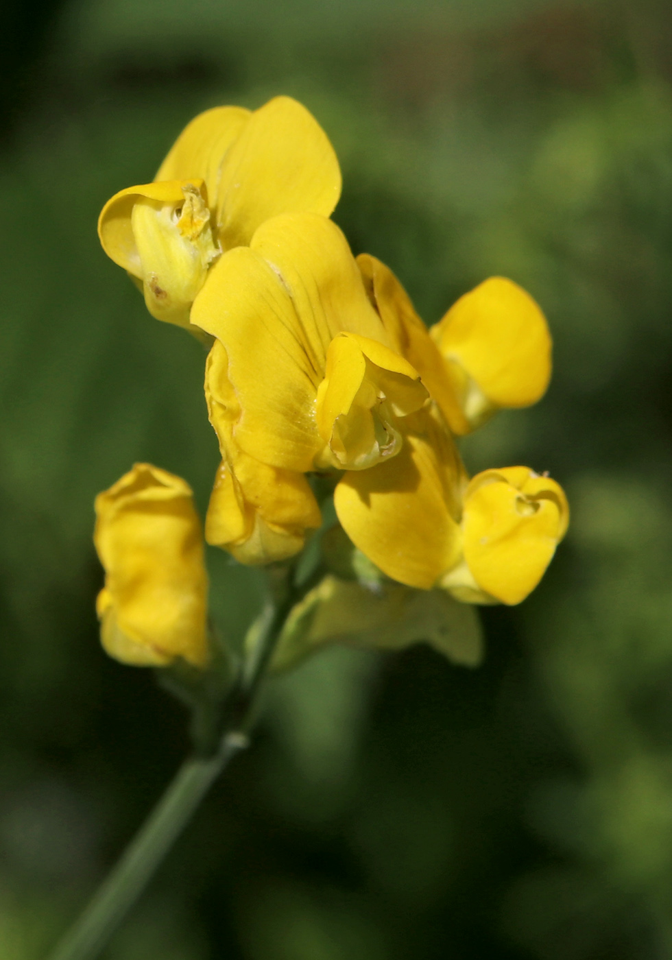 Изображение особи Lathyrus pratensis.