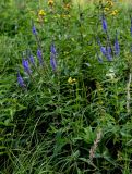 Veronica longifolia. Верхушки цветущих растений. Московская обл., Сергиево-Посадский р-н, долина р. Пажа, луг. 20.07.2024.