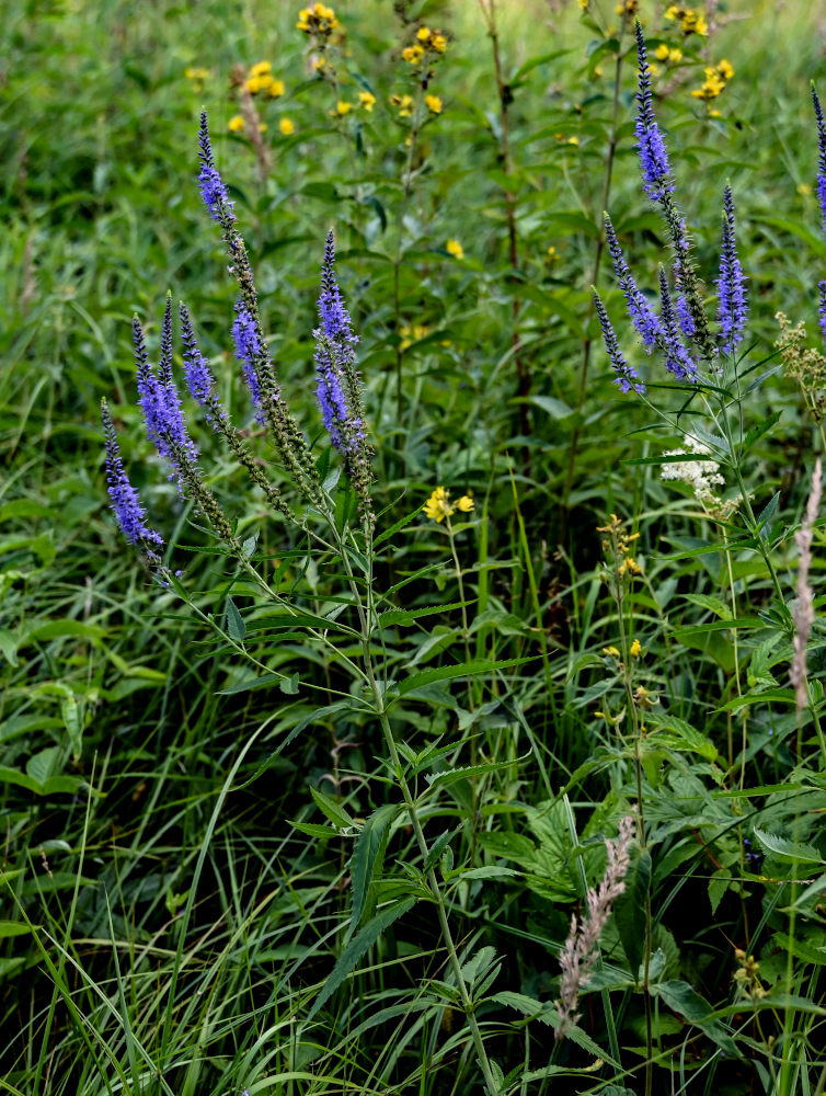 Image of Veronica longifolia specimen.