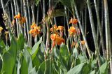 Canna indica