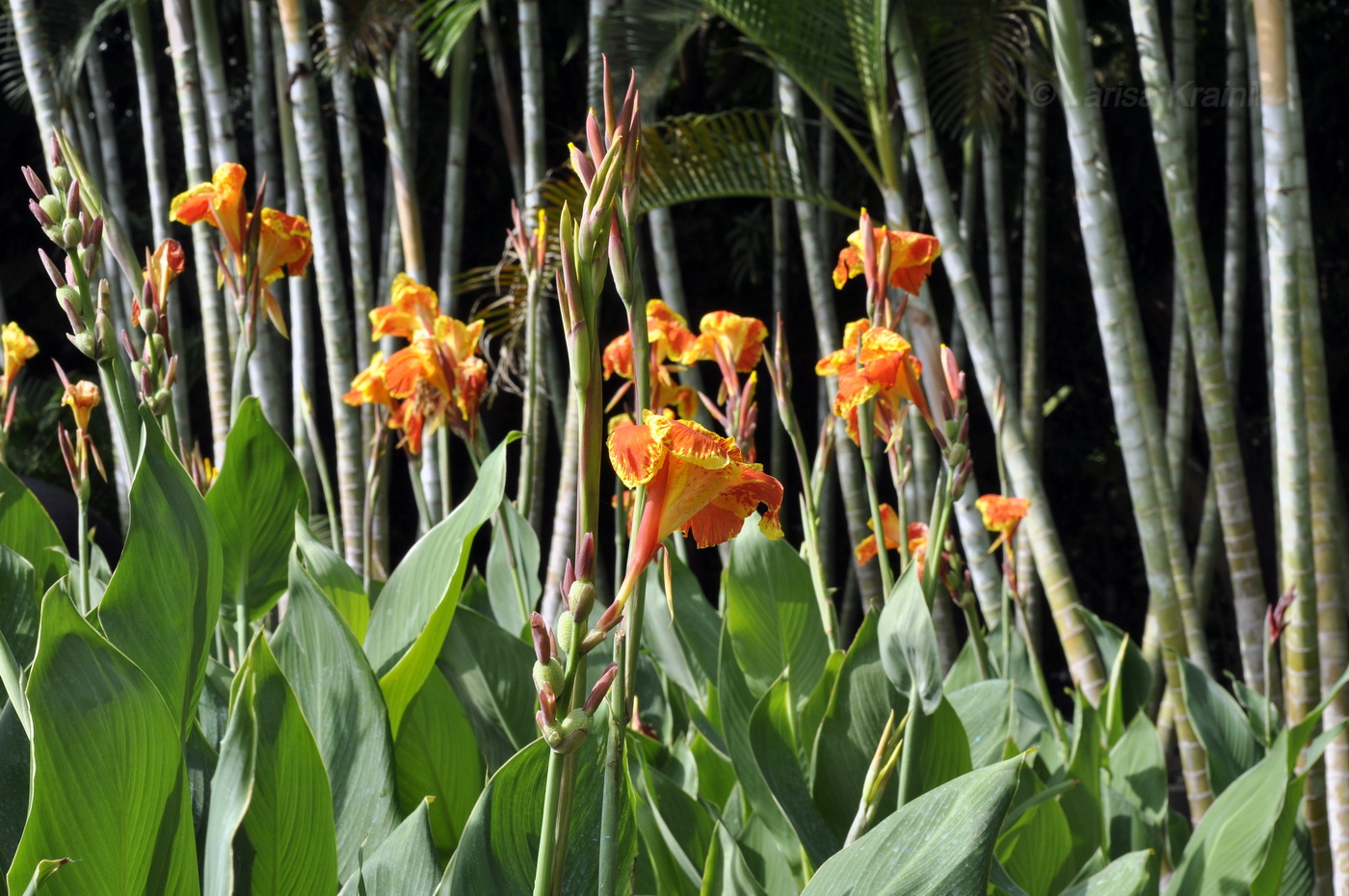 Изображение особи Canna indica.