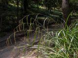 Carex pendula. Побеги с соплодиями. Крым, Южный Берег, городской округ Ялта, Массандровский парк. 29.05.2024.