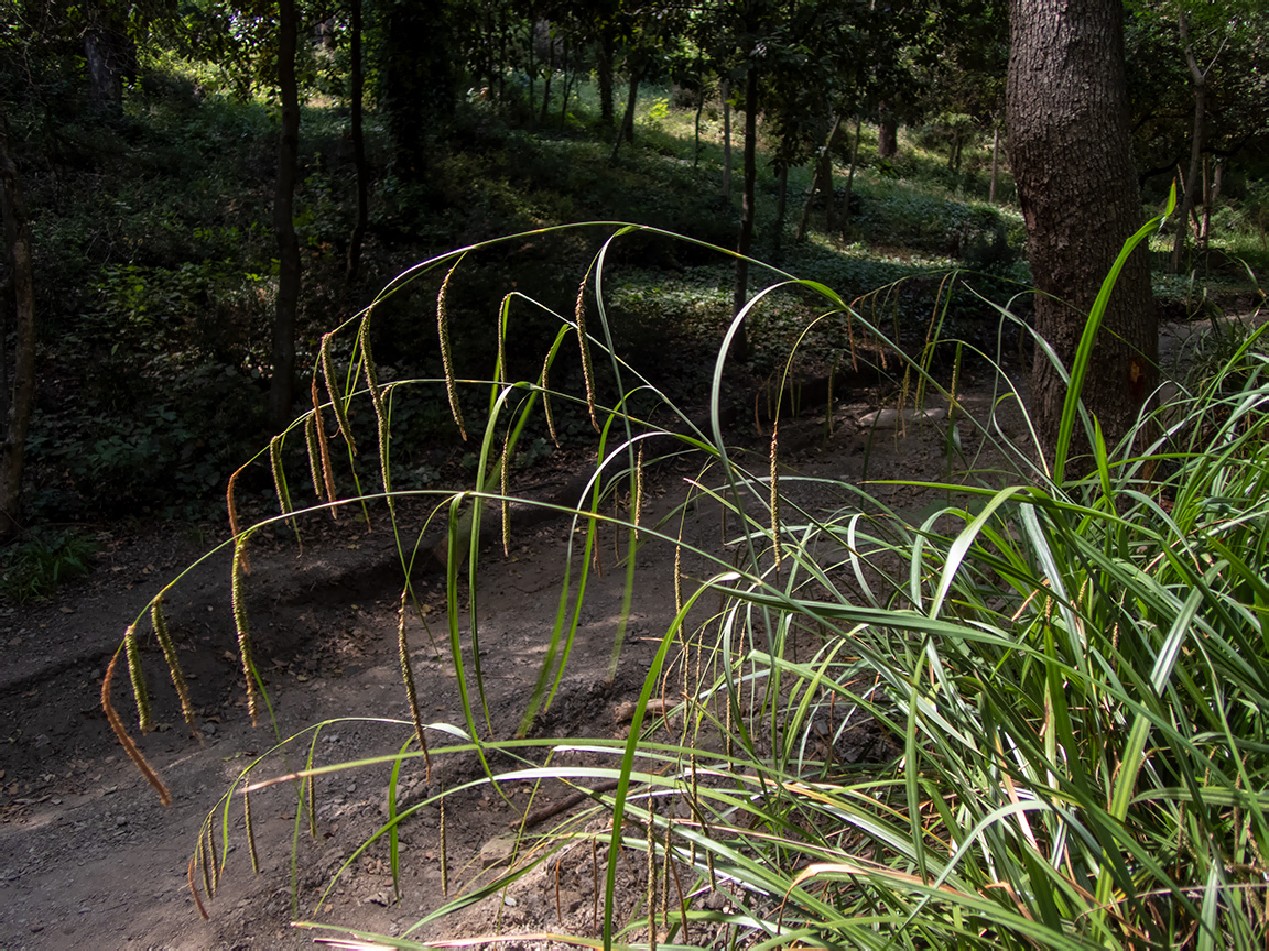 Image of Carex pendula specimen.