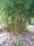 Phyllostachys aurea