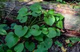 Viola mirabilis