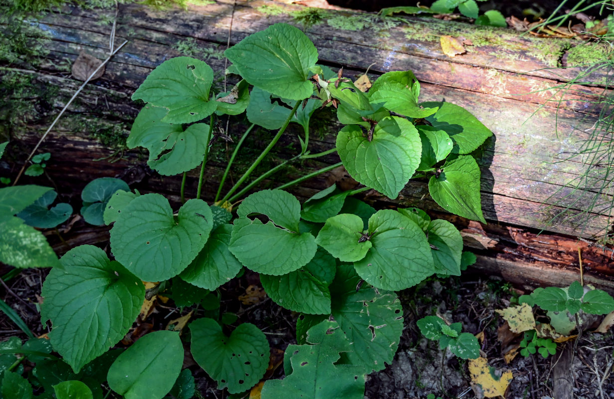 Изображение особи Viola mirabilis.