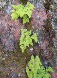 Gymnocarpium dryopteris