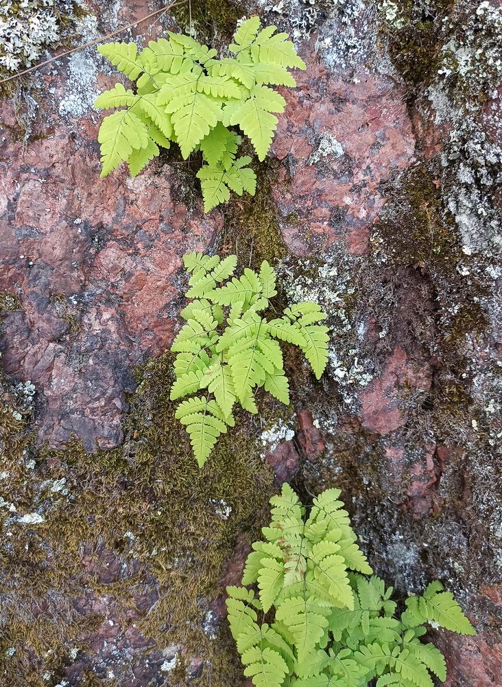 Изображение особи Gymnocarpium dryopteris.