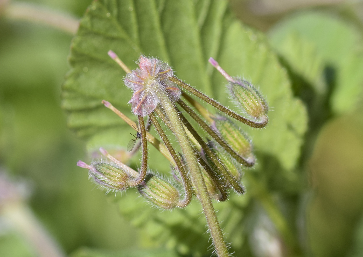 Image of Erodium malacoides specimen.