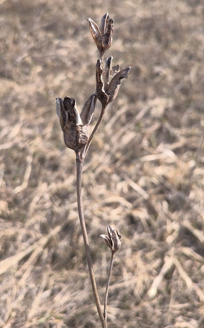 Image of Iris sibirica specimen.