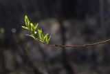 View full-size image genus Salix