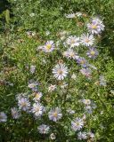 View full-size image Symphyotrichum × salignum