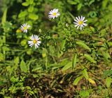 Смотреть изображение Boltonia lautureana