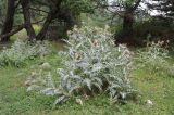 Смотреть изображение Cirsium balkharicum