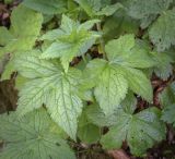 Смотреть изображение Geranium gracile