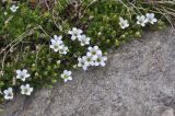View full-size image Minuartia imbricata