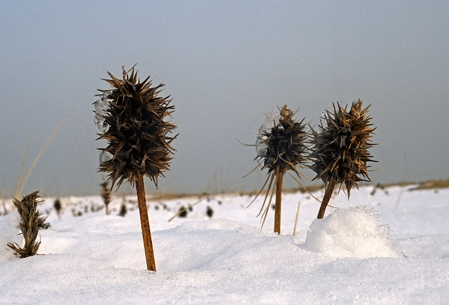 Image of Carex macrocephala specimen.