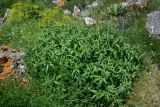 View full-size image Phlomis pungens