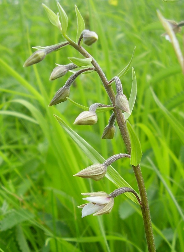 Изображение особи Epipactis palustris.