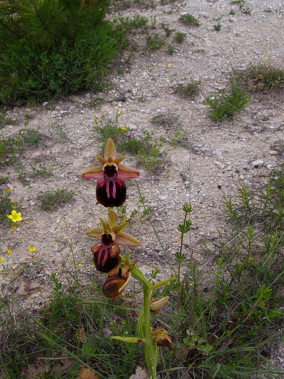 Image of Ophrys mammosa specimen.