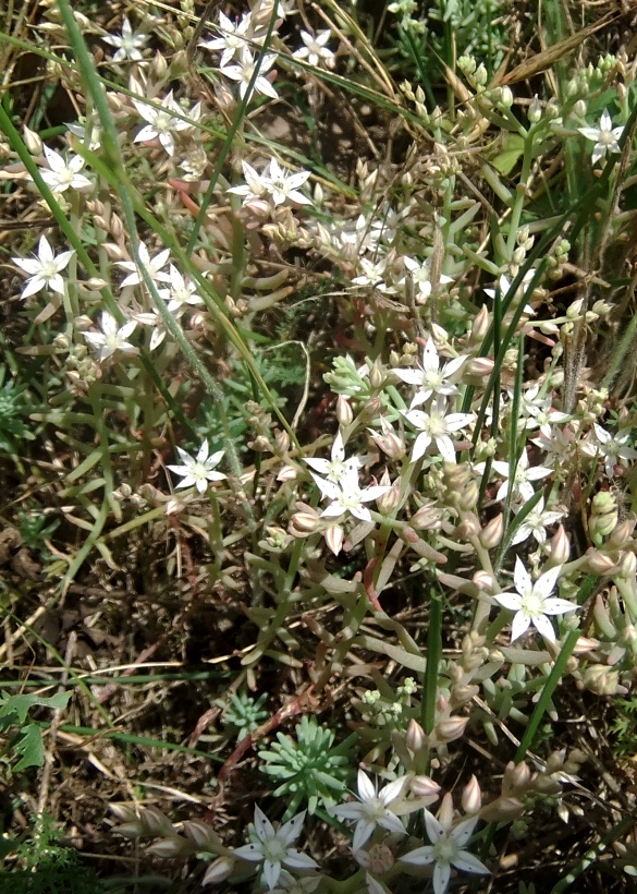 Image of Sedum hispanicum specimen.