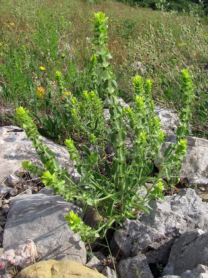 Image of Sideritis montana specimen.