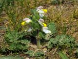 Phlomoides labiosa. Цветущее растение. Казахстан, южные предгорья хр. Каратау в окр. Кентау. 30.04.2011.