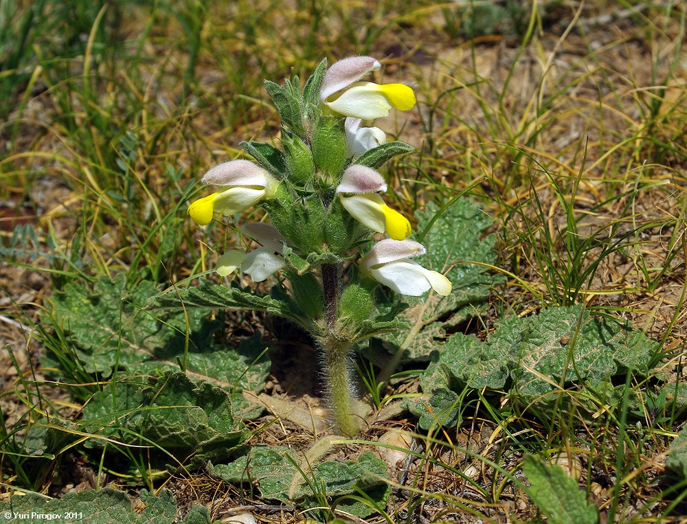 Image of Phlomoides labiosa specimen.