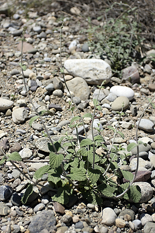 Image of Nepeta olgae specimen.