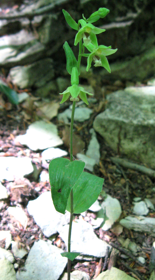 Изображение особи Epipactis persica.