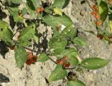 Solanum woronowii