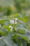 Lamium album