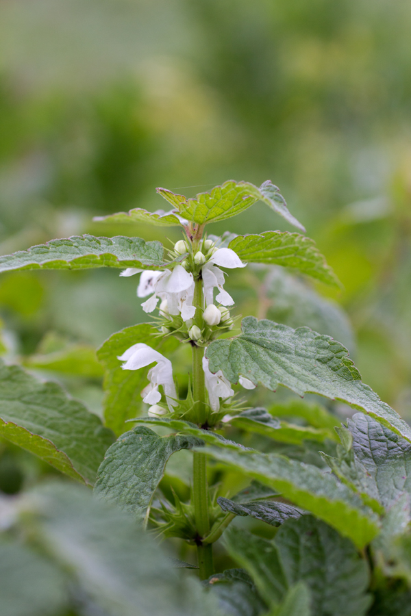 Image of Lamium album specimen.