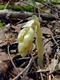 Hypopitys monotropa. Цветоносный побег. Смоленская обл., Смоленский р-н, окр. пос. Каспля, еловые посадки. 12.07.2011.