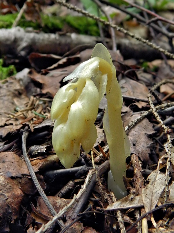 Image of Hypopitys monotropa specimen.