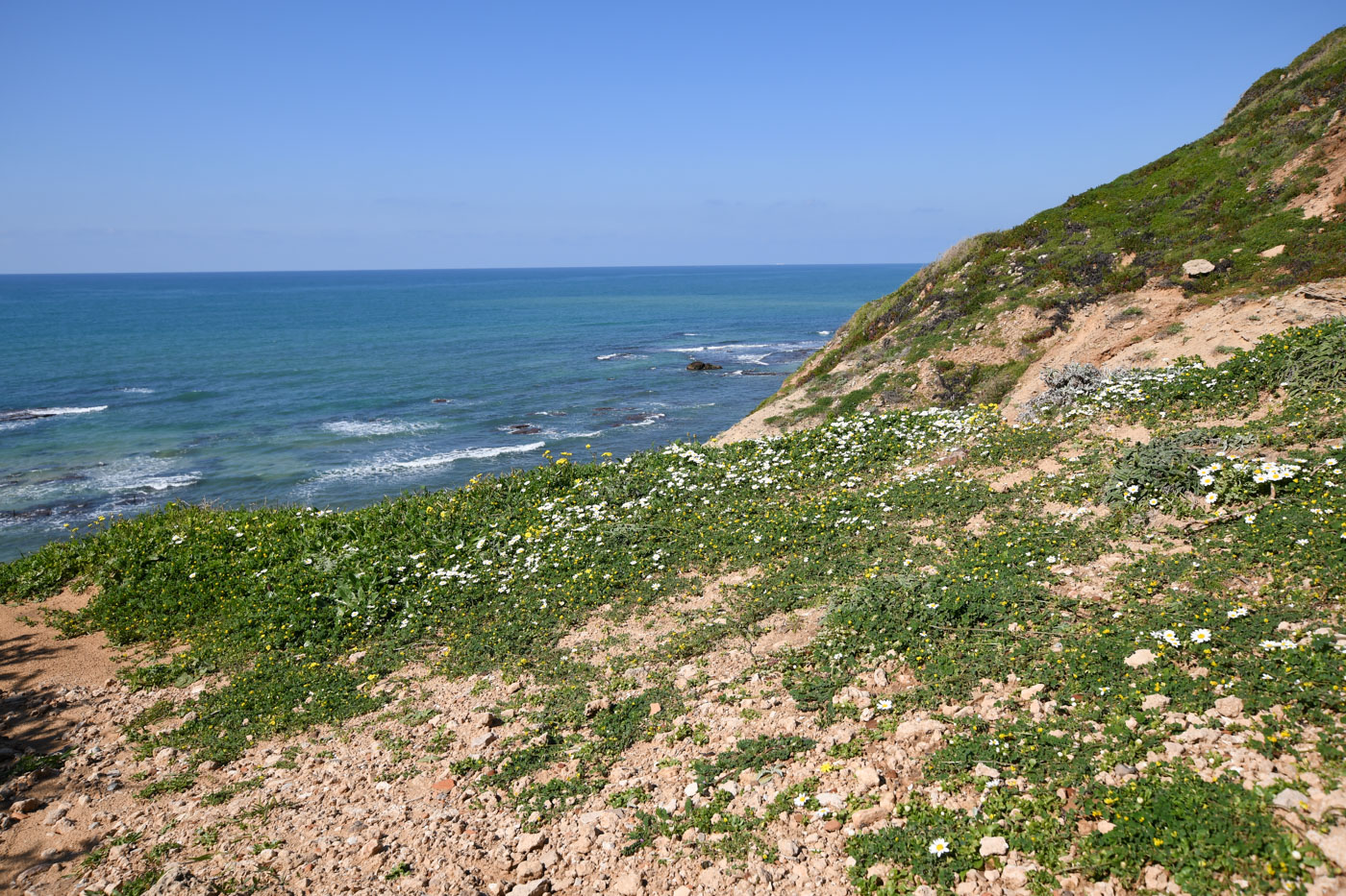 Image of Anthemis leucanthemifolia specimen.