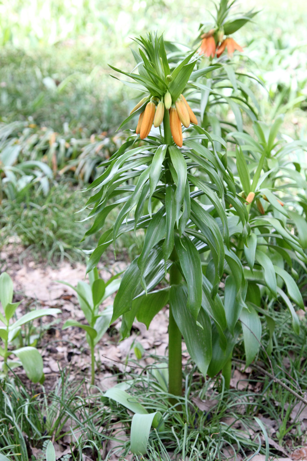 Изображение особи Fritillaria eduardii.