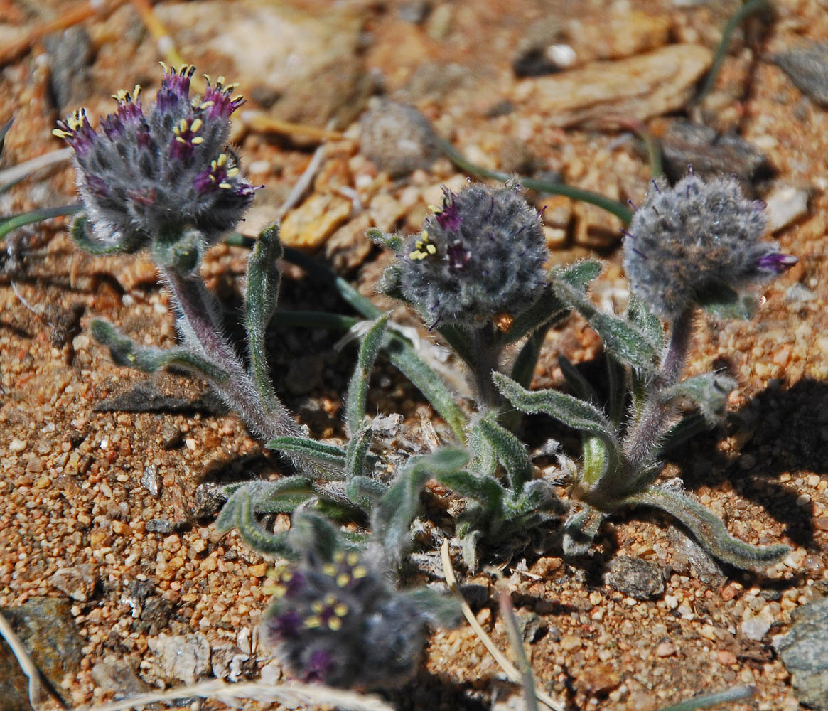 Изображение особи Craniospermum canescens.