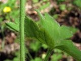 Ranunculus constantinopolitanus. Нижняя часть стебля. Крым, Байдарская долина. 27 апреля 2012 г.