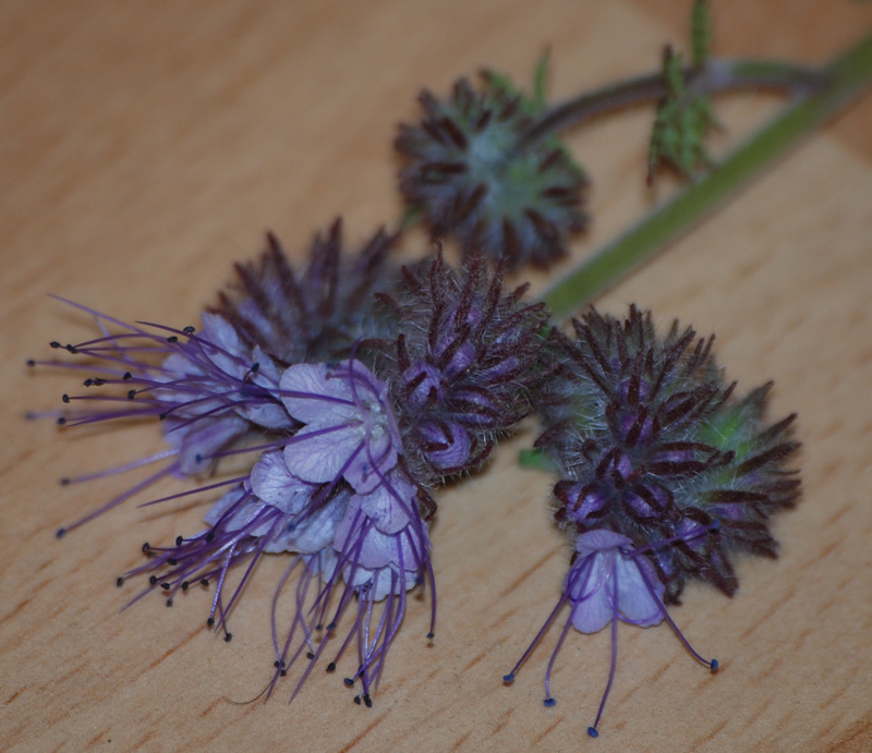 Изображение особи Phacelia tanacetifolia.